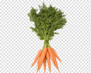 Utah Carrot Vegetable , carrot transparent background PNG clipart Utah Carrot Vegetable , carrot transparent background PNG clipart