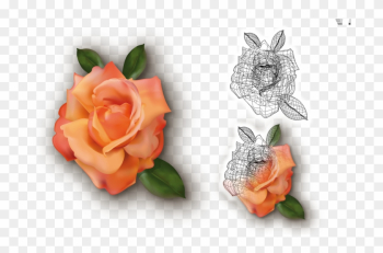 Utilización De La Malla De Degradado - Garden Roses Utilización De La Malla De Degradado - Garden Roses
