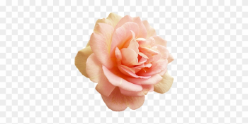 Valentine's Day Pink Rose - Rose Valentine's Day Pink Rose - Rose