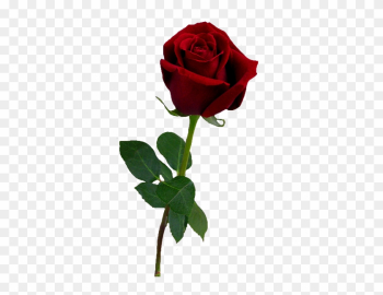 Valentine Rose [all Transparent Ones/png] - Aesthetic Rose Png