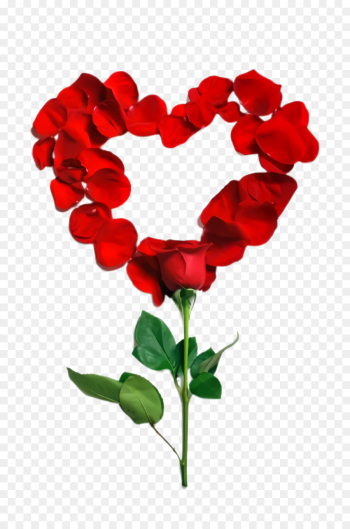 Valentine's day Valentine's day