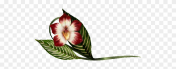 Vanda Orchid Illustration Spring Flowers, Autumn Leaves, - Illustration Vanda Orchid Illustration Spring Flowers, Autumn Leaves, - Illustration