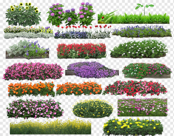 varieties of flowers illustration, Flower, Flowers haystack, grass, happy Birthday Vector Images, annual Plant png