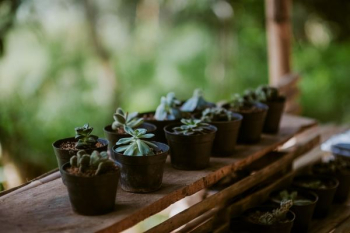variety of succulent plant variety of succulent plant