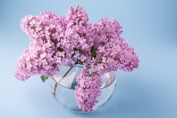 Vase with lilac bouquet Vase with lilac bouquet