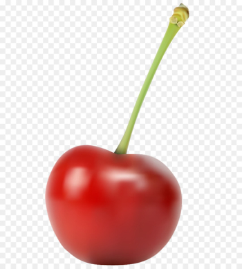 Vector graphics Cherries Clip art Image Cherry blossom - cherry blossom 