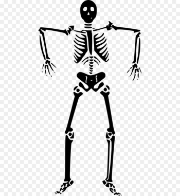 Vector graphics Clip art Human skeleton Bone - Skeleton Vector graphics Clip art Human skeleton Bone - Skeleton