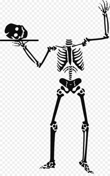 Vector graphics Skeleton Clip art Openclipart Image - skeleton 