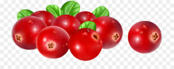Vector graphics Stock illustration Stock photography Cranberry - cranberries illustration 