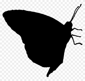 Vector Graphics - Vector Graphics Vector Graphics - Vector Graphics