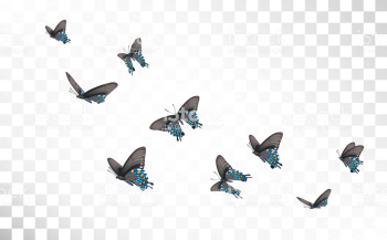 Vector Illustration Butterflies Isolated On Transparent Background ...
