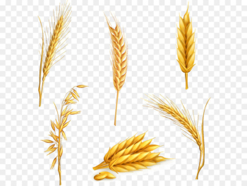 Vector six kinds of wheat Vector six kinds of wheat