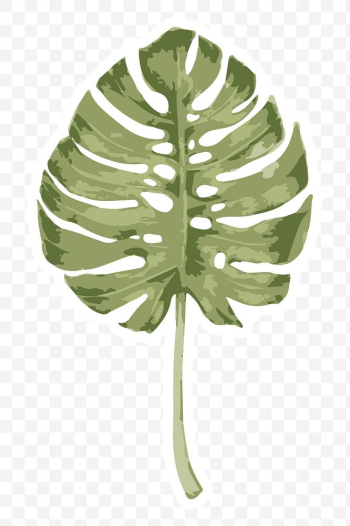 Vectorize monstera leaf sticker with white border | Free  transparent png - 2345777