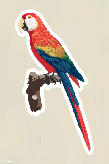 Vectorized colorful araracanga sticker with a white border | Free  vector - 2361307