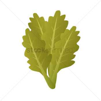 Vegetable Vegetable
