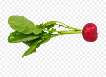 Vegetable Chard Image Portable Network Graphics Food - vegetable 
