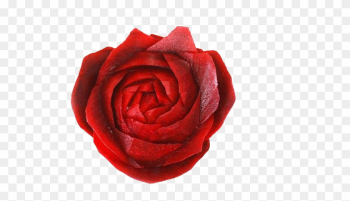 Vegetable Photography Beetroot Food - Garden Roses Vegetable Photography Beetroot Food - Garden Roses