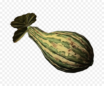 vegetable plant gourd cucurbita food vegetable plant gourd cucurbita food