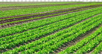 Vegetable plantation during daytime, Agriculture Plantation Organic farming Crop Vegetable, Vegetable garden transparent background PNG clipart