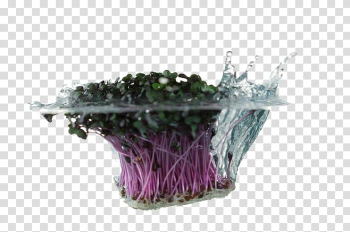 Vegetable Water , Water vegetables transparent background PNG clipart Vegetable Water , Water vegetables transparent background PNG clipart