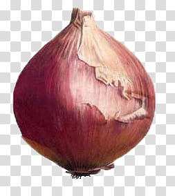 Vegetables , red onion transparent background PNG clipart Vegetables , red onion transparent background PNG clipart