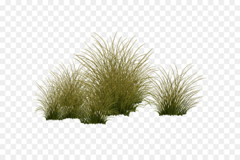 Vegetation Shrubland Tree Grasses Plant - Aquatic plants Vegetation Shrubland Tree Grasses Plant - Aquatic plants