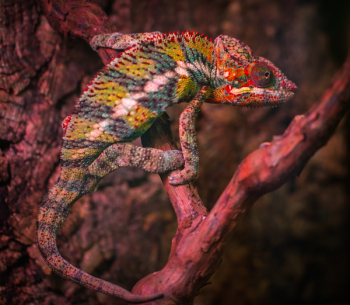 Veiled Chameleon Veiled Chameleon