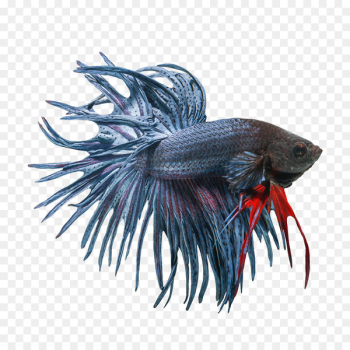 Veiltail Siamese fighting fish - Betta PNG Image Veiltail Siamese fighting fish - Betta PNG Image