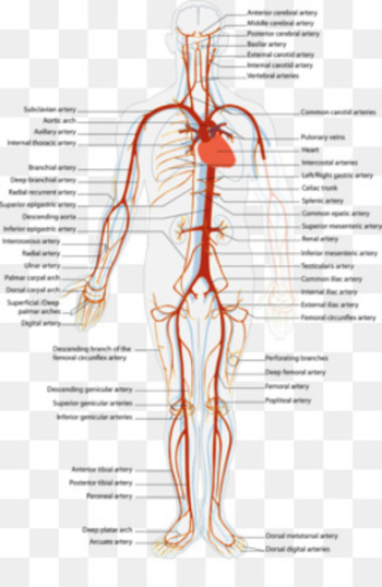 Vein Circulatory system Blood vessel Heart - neck bloodstain Vein Circulatory system Blood vessel Heart - neck bloodstain