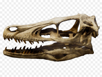 Velociraptor Achillobator Tyrannosaurus Skull Dinosaur -  