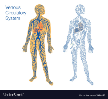 Venous circulatory system vector image Venous circulatory system vector image
