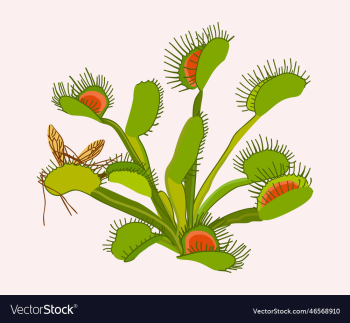 venus flytrap