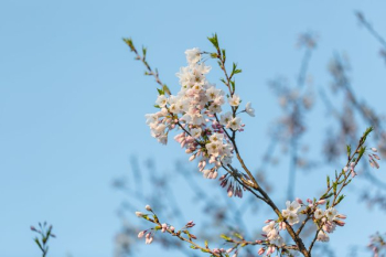 Vibrant Blooming Cherry Blossom Branch Vibrant Blooming Cherry Blossom Branch