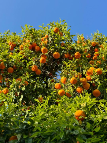 Vibrant Citrus Fruits on an Orange Tree Vibrant Citrus Fruits on an Orange Tree
