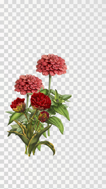 Vibrant Red Zinnia Flowers on Transparent Background Vibrant Red Zinnia Flowers on Transparent Background