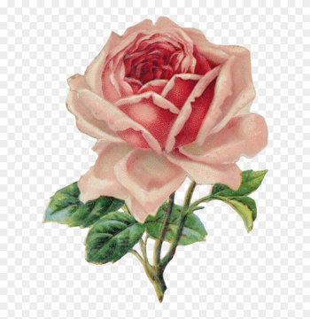 Victorian Rose Cliparts - Vintage Rose Clip Art Victorian Rose Cliparts - Vintage Rose Clip Art