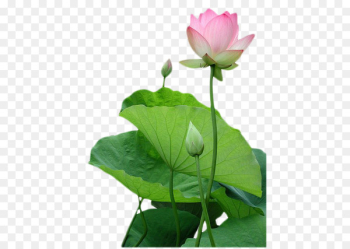 Vietnam Buddhism Nelumbo nucifera Padma Buddhahood - lotus 