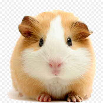 Vietnamese Pot-bellied Pet Guinea Pigs Dog Rodent - Pale yellow guinea pigs 