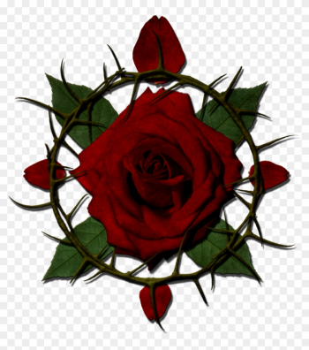 View Forum - Roses With Thorns Png