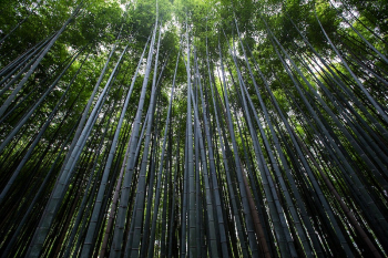 View of bamboo trees. Original | Free Photo - rawpixel