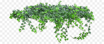 Vine Clip art - Plants png 