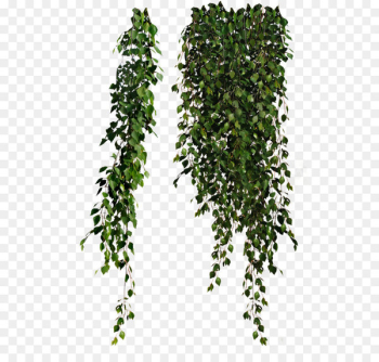 Vine Clip art - Plants Png 