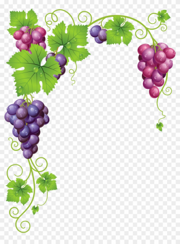 Vine Clipart Vineyard Grape - Grapes Frame