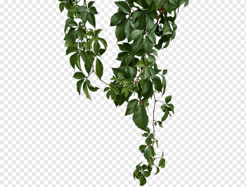 Vine, Green vines, green leafed plant, leaf, branch, natural png