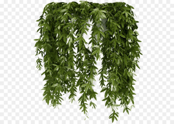 Vine Houseplant Wall Shrub - ivy gourd Vine Houseplant Wall Shrub - ivy gourd