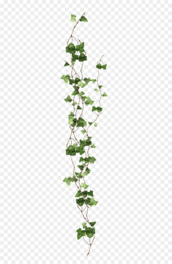 Vine Ivy Plant - vine 