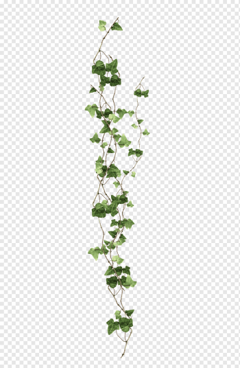 Vine Ivy Plant, vine, green leafed plant, leaf, branch, plant Stem png