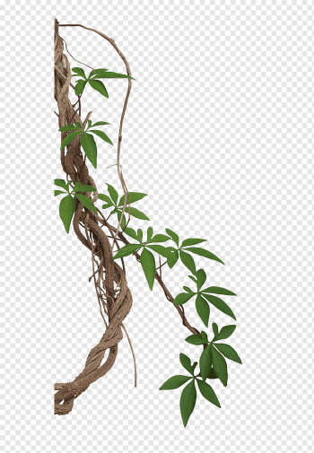 Vine Liana Tropical rainforest graphy Jungle, jungle, brown roots and green leaves against blue background, leaf, branch, plant Stem png