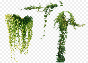Vine Plant Ivy Tree - others Vine Plant Ivy Tree - others