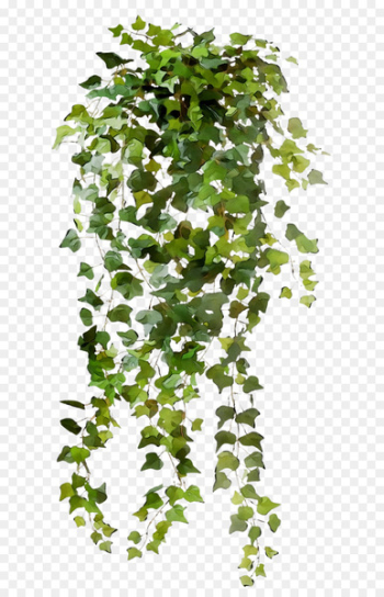 Vine Portable Network Graphics Clip art Common ivy Image -  